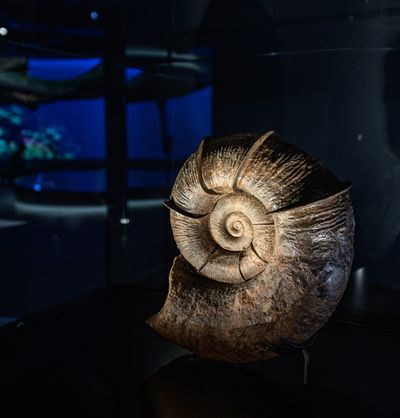Ausstellung, Vitrine Ammonit © VKR, Foto: A. Jacob